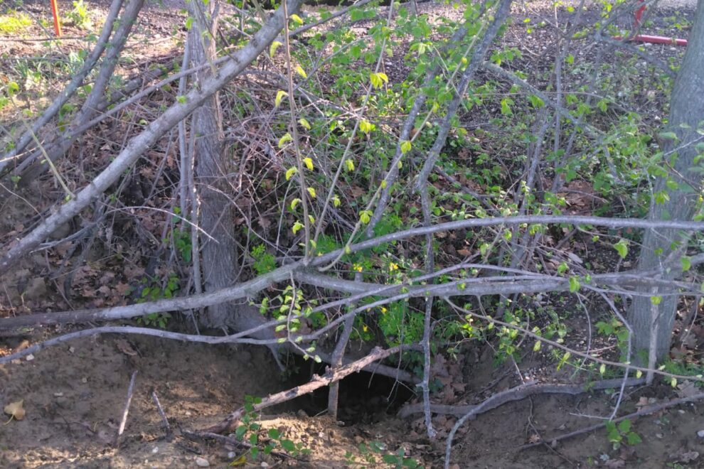 Des terriers sur la digue de l'Ouvèze dans le secteur de Courthézon
